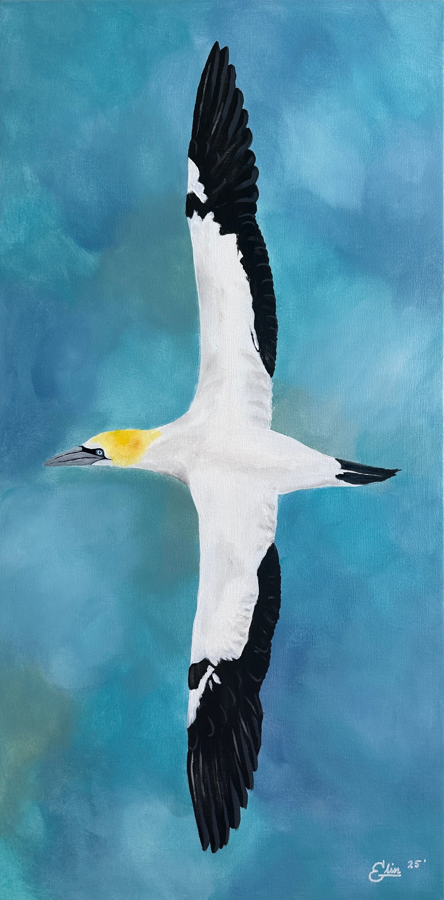 35x70 | Súla