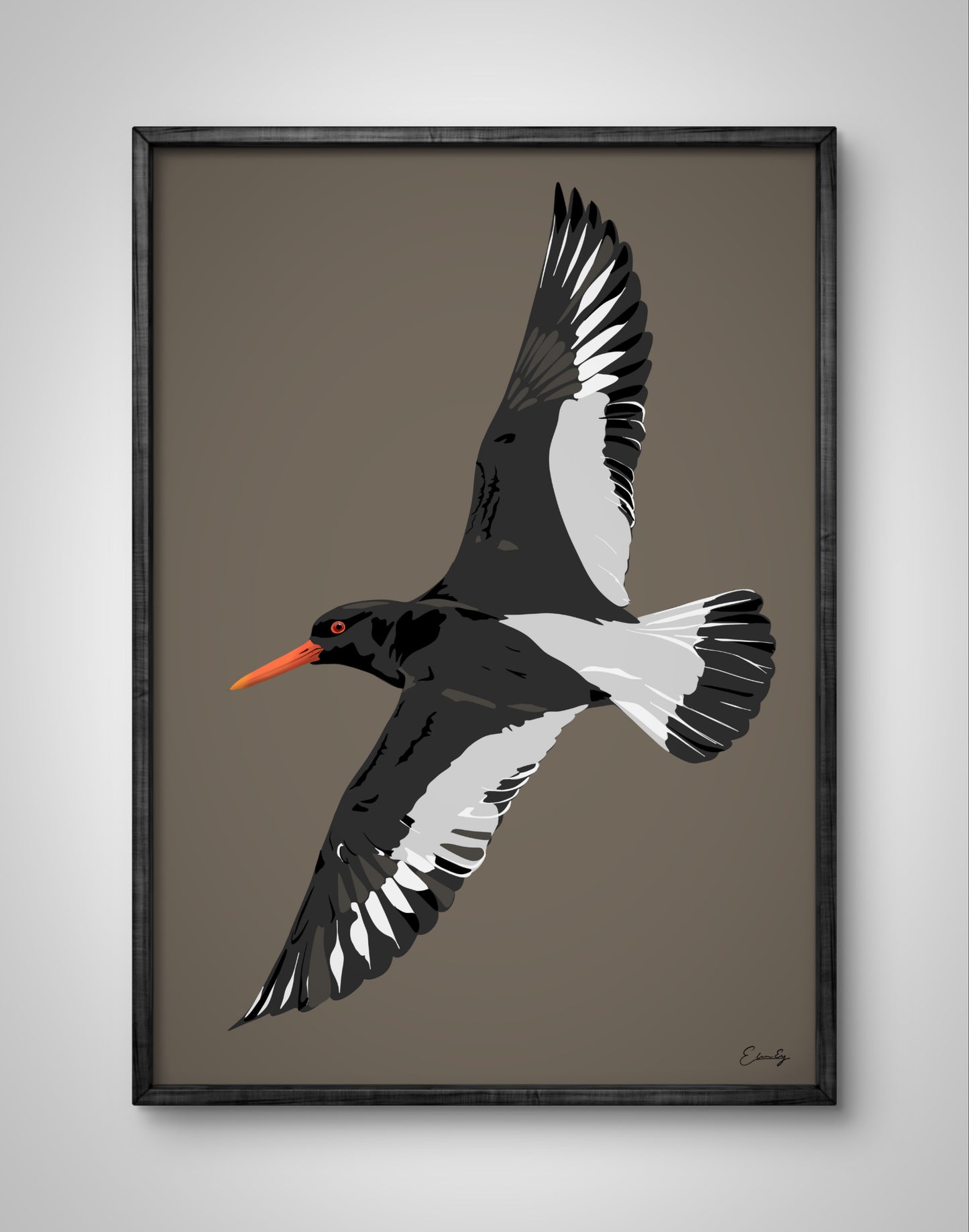 A4 | Tjaldur
